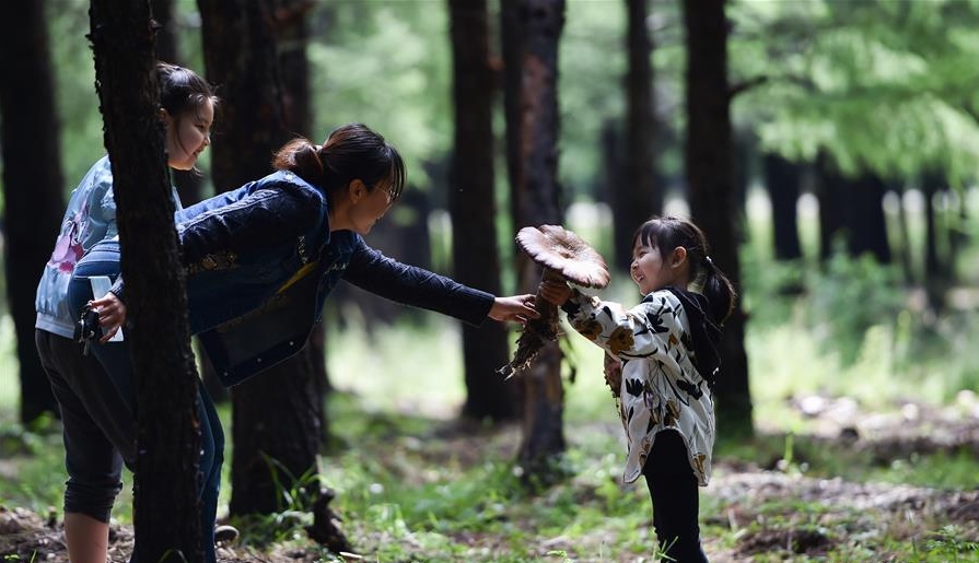 林下種菌助增收
