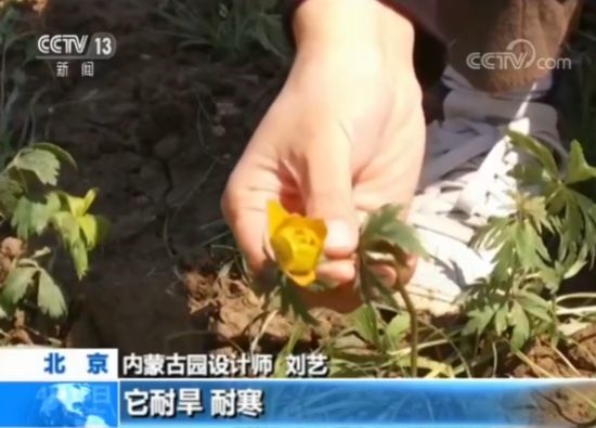 【魅力世園會】內(nèi)蒙古園：壯美的北疆畫卷
