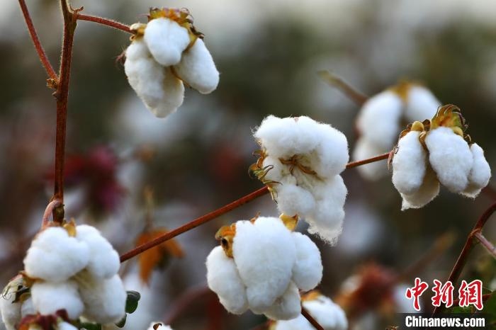 朵朵棉花吐絮盛開?！⑵G敏 攝