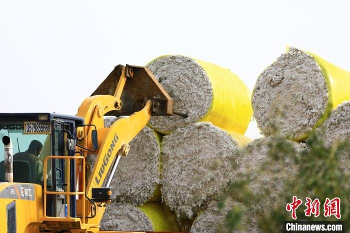 叉車將采棉機(jī)吐出的“金蛋蛋”裝車?！「唠p強 攝