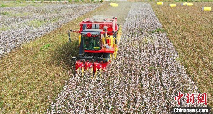 采棉機(jī)正在采收棉花，猶如在五線譜上跳動的音符，正在演奏豐收的樂章。　宋建澤 攝