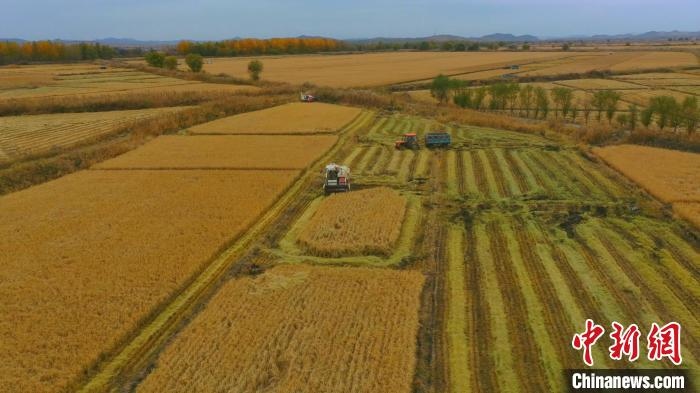 圖為科右中旗杜爾基鎮(zhèn)雙金嘎查的萬畝水稻田進入集中收割期?！≮w殿威 攝