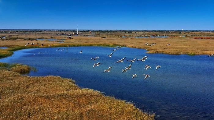 △黃河三角洲擁有天然蘆葦270平方公里，是東北亞內(nèi)陸和環(huán)西太平洋鳥類遷徙重要的“中轉(zhuǎn)站”、越冬地和繁殖地。(總臺(tái)央視記者李煒、程鋮拍攝)