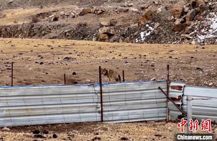 圖為闖入村民家中的野狼?！∨d海縣公安局溫泉派出所供圖