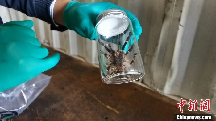 張家港海關(guān)工作人員截獲捕鳥蛛。　王健超 攝