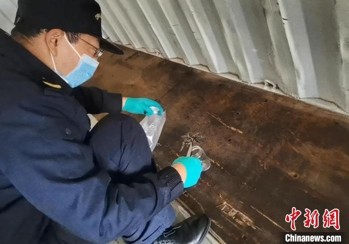 張家港海關(guān)工作人員截獲捕鳥蛛?！⊥踅〕?攝
