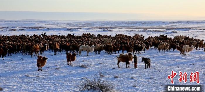 進(jìn)入冬季，駱駝在戈壁灘上散養(yǎng)?！」o琨 攝