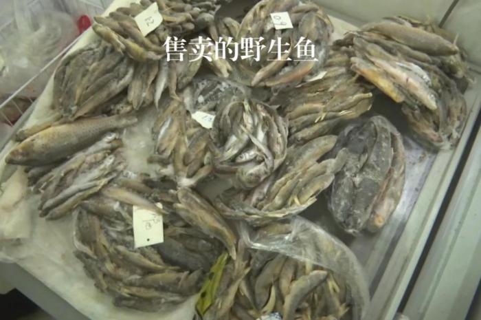 2021年12月6日，督察組現(xiàn)場隨機抽查發(fā)現(xiàn)，保護區(qū)附近餐館仍然存在非法經(jīng)營野生河魚的問題