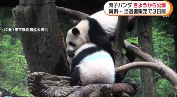 12日，日本東京上野動物園的旅日雙胞胎熊貓開始同游客見面。(圖片來源：日本富士電視臺視頻截圖)