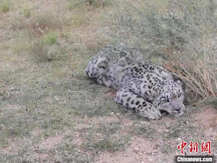 圖為在四子王旗發(fā)現(xiàn)的雪豹(資料圖)。　四子王旗警方供圖