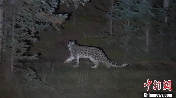 圖為被放歸自然的雪豹(資料圖)?！?nèi)蒙古林草局供圖。