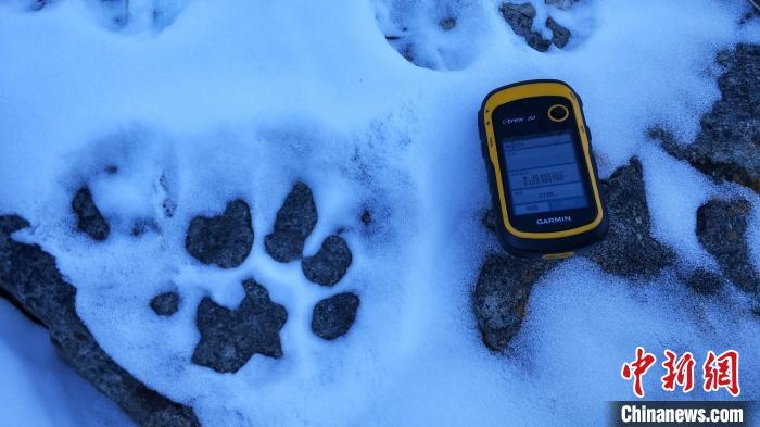圖為疑似放歸雪豹的足跡(資料圖)?！?nèi)蒙古賀蘭山國家級(jí)自然保護(hù)區(qū)供圖