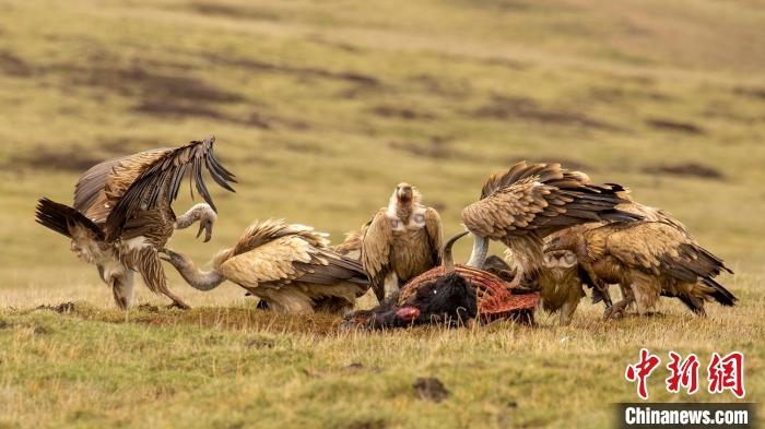 圖為作品《聚會》?！℃夭疾夭爬?攝