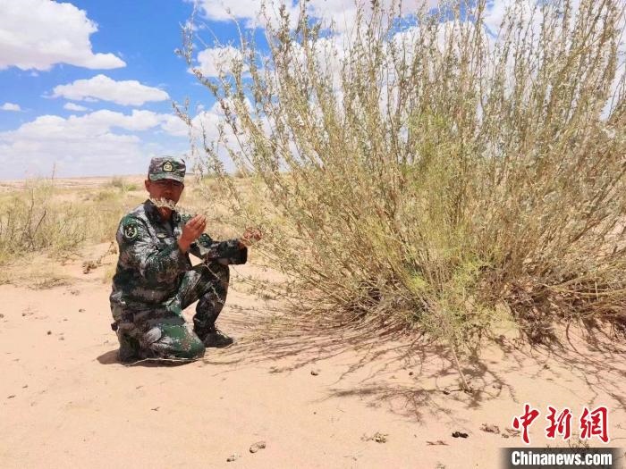 圖為謝寶民查看梭梭長勢?！∈茉L者供圖