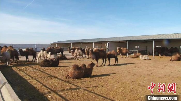 圖為額濟納旗駝奶產(chǎn)業(yè)基地。　王長梅 攝