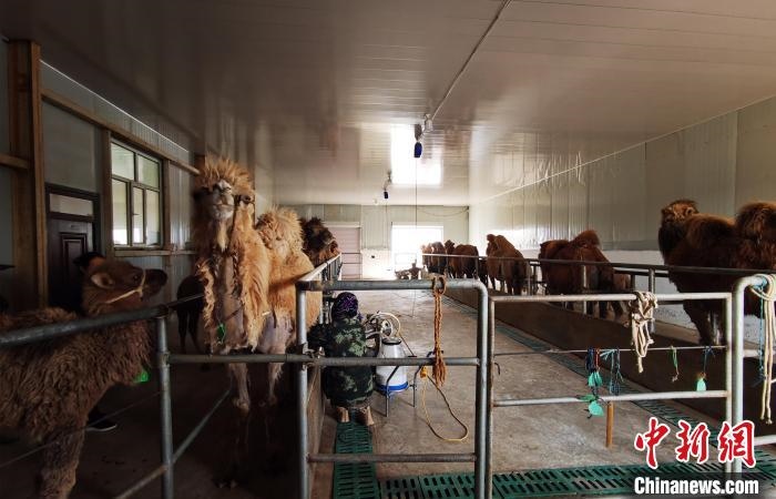 圖為共人正在給駱駝擠奶?！⊥蹰L梅 攝