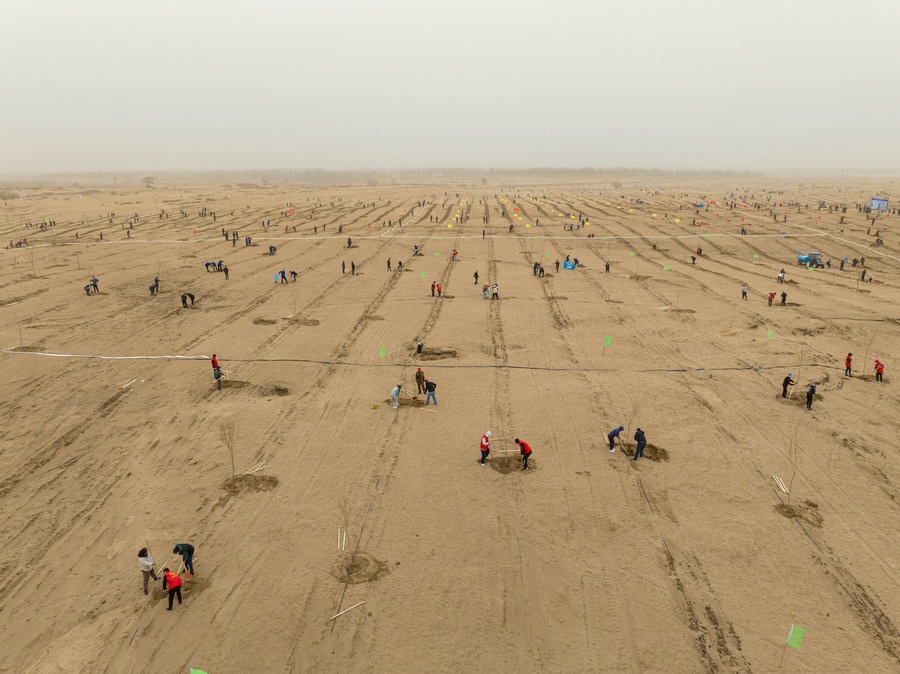 在高力板鎮(zhèn)花道卜和沙木嘎嘎查治理區(qū)，廣大干部群眾手植新綠，播種希望 （攝影：包寶音德力格爾）.JPG