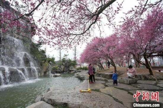 2月23日，市民在乾藝梅園景區(qū)觀賞綻放的梅花。陳興輝 攝