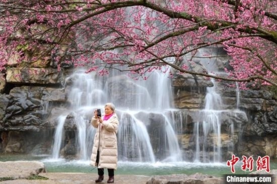 2月23日，市民在乾藝梅園景區(qū)拍攝綻放的梅花。瞿宏倫 攝