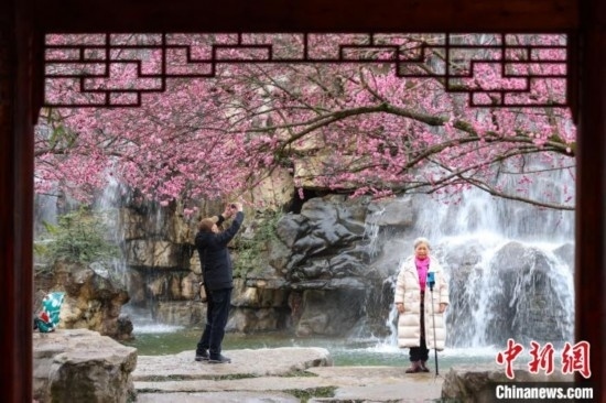 2月23日，市民在乾藝梅園景區(qū)觀賞拍攝綻放的梅花。瞿宏倫 攝