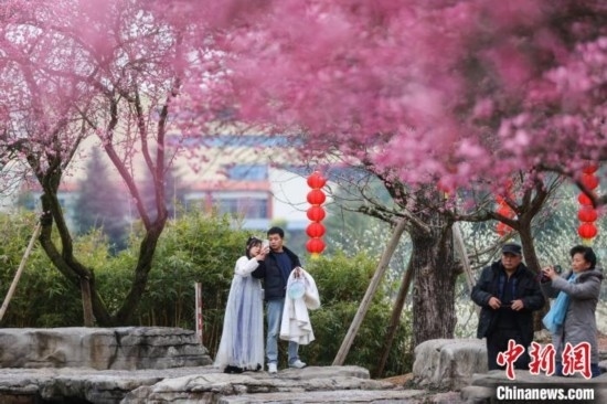 2月23日，市民在乾藝梅園景區(qū)觀賞綻放的梅花。瞿宏倫 攝