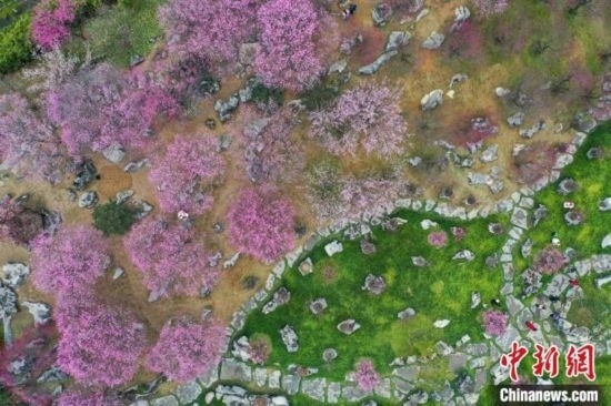 2月23日，航拍乾藝梅園景區(qū)綻放的梅花。瞿宏倫 攝