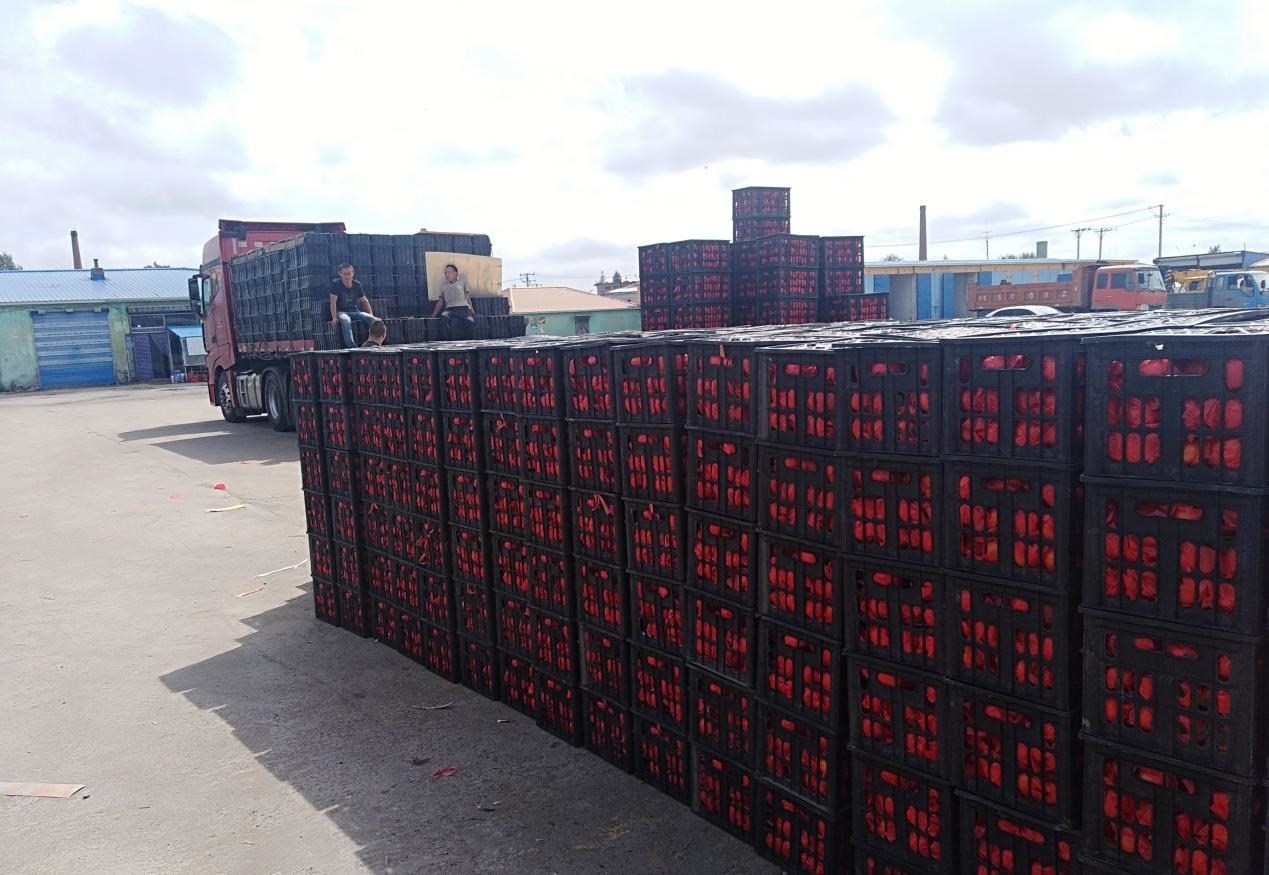 　　外銷的蔬菜在市場等待拉運。受訪者供圖