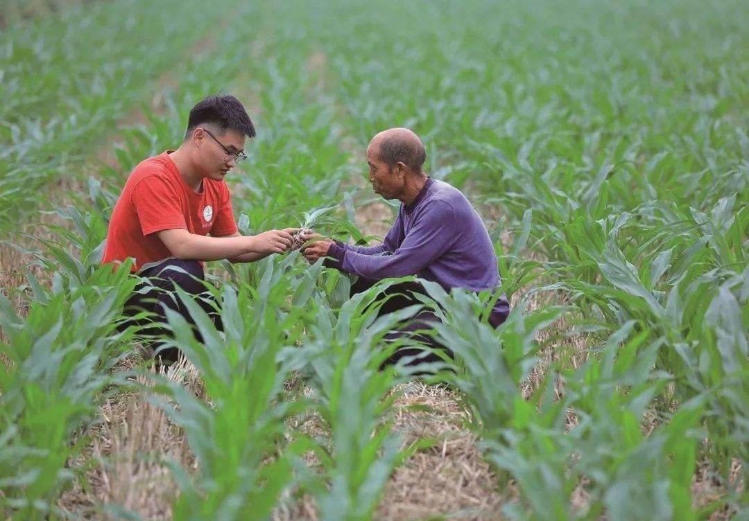 △科技小院的學(xué)生在給村民講解玉米種植知識。