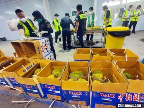 圖為海關(guān)關(guān)員對進(jìn)口榴蓮進(jìn)行查驗(yàn)。黃艷梅 攝