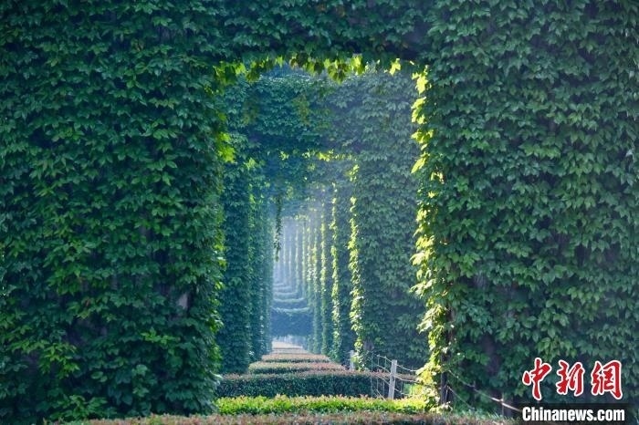 成都二環(huán)高架橋墩被植被爬滿，形成“綠野仙蹤”景觀?！埨?攝