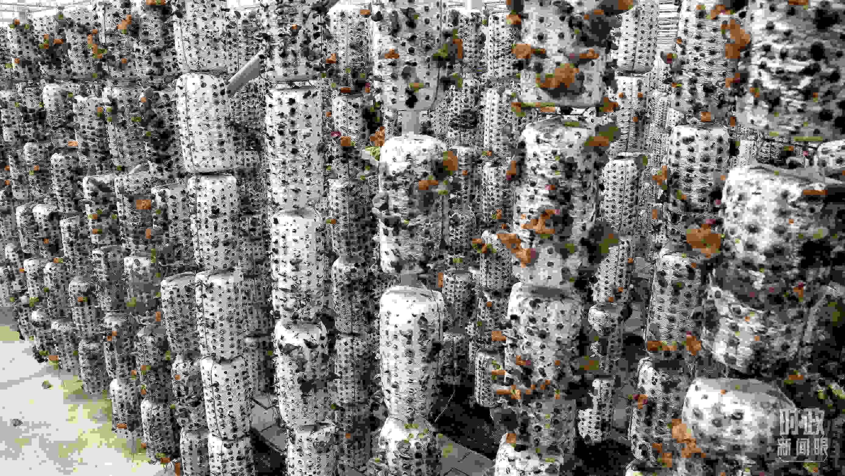 △金米村的小木耳、大產(chǎn)業(yè)。（圖／視覺中國）