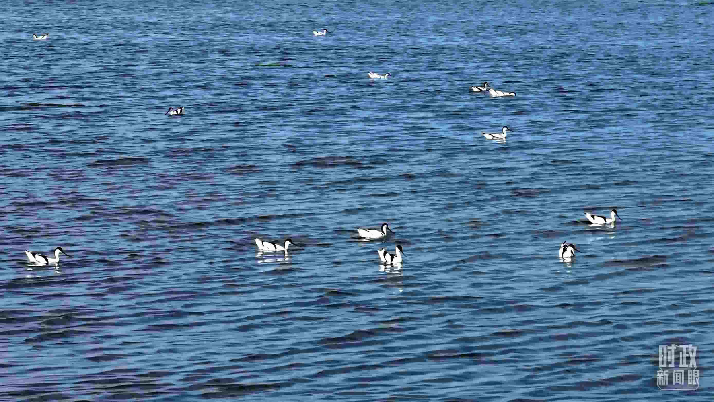 △鹽湖棲息的鳥類。（總臺記者裴大偉、康曉宇拍攝）