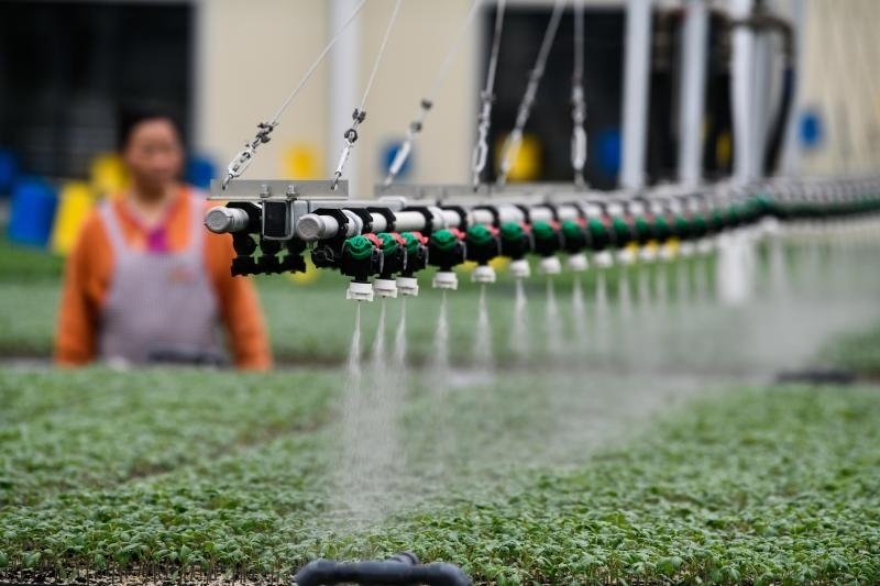 工人在貴陽市開陽縣楠木渡蔬菜良種繁育中心查看自動(dòng)噴灌系統(tǒng)給辣椒苗澆水情況（2023年5月24日攝）。新華社記者 楊文斌 攝