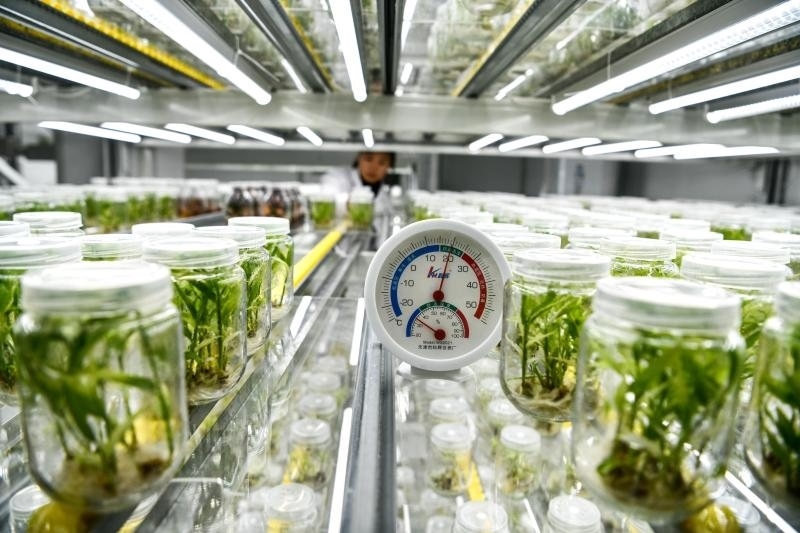 工作人員在貴陽市開陽縣南江蔬菜良種繁育中心的組培中心查看姜苗生長(zhǎng)情況（2023年5月23日攝）。新華社記者 楊文斌 攝