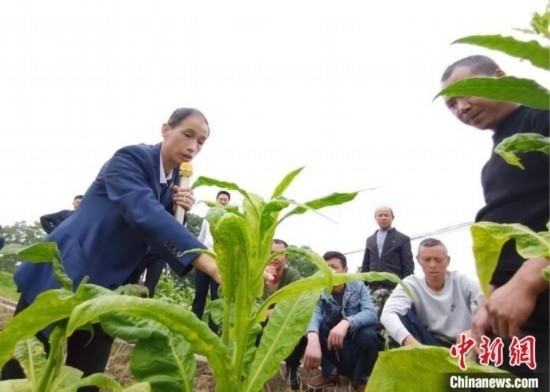 “鄉(xiāng)村學(xué)堂”田間現(xiàn)場教學(xué)。(資料圖) 唐濤華 攝