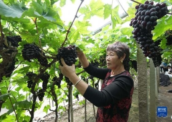 5月26日，唐山市海港經(jīng)濟開發(fā)區(qū)王灘鎮(zhèn)趙灘村農(nóng)民在大棚內(nèi)采摘葡萄。