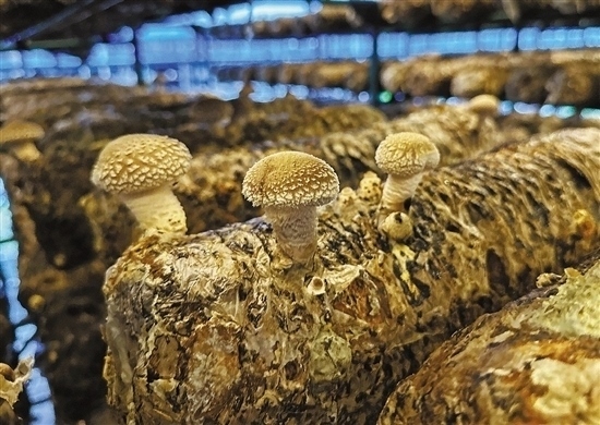 龍游數(shù)智大棚種植的花菇。 記者 祝梅 攝