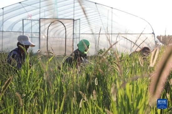 6月21日，山東省樂陵市西段鄉(xiāng)岔河村東亞飛蝗養(yǎng)殖基地的螞蚱養(yǎng)殖戶在割草。新華社記者 范長國 攝