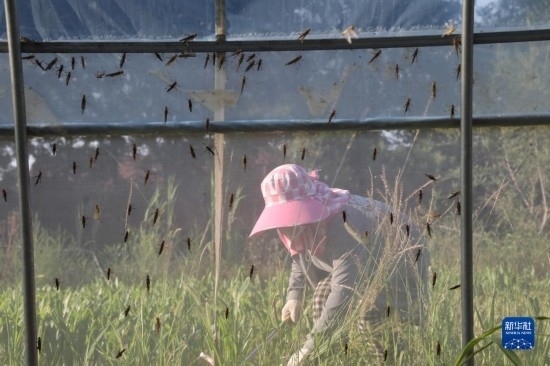 6月21日，山東省樂陵市西段鄉(xiāng)岔河村東亞飛蝗養(yǎng)殖基地的螞蚱養(yǎng)殖戶在割草。新華社記者 范長國 攝