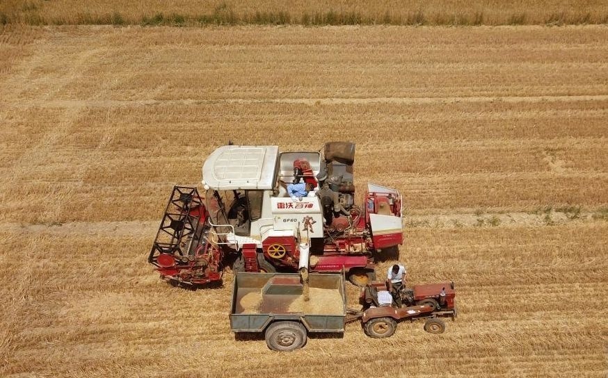 2023年6月14日，在山東省臨邑縣林子鎮(zhèn)，聯(lián)合收割機(jī)在收獲小麥。
