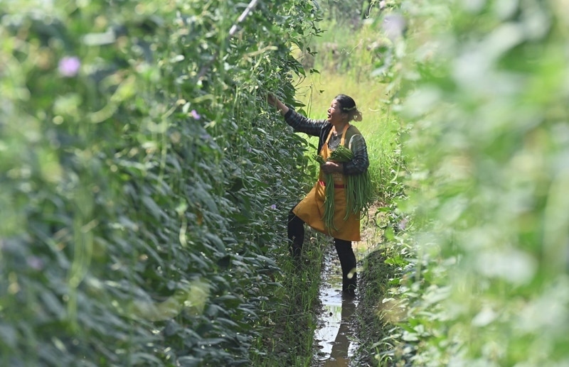 2023年6月15日，在廣西柳州市鹿寨縣中渡鎮(zhèn)石墨村，村民在高標(biāo)準(zhǔn)農(nóng)田里采收豆角。