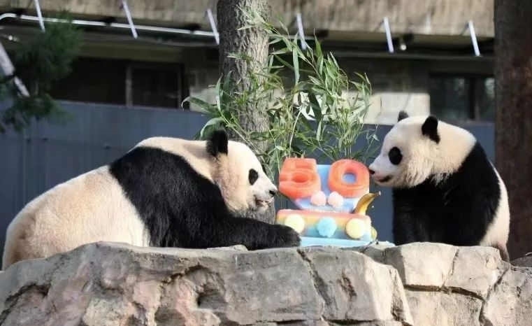 2022年，美國國家動物園舉辦活動慶祝大熊貓抵美50周年，園方為大熊貓“美香”“添添”和“小奇跡”一家三口準備了有“50”字樣的冰凍水果蛋糕。（圖片來源：雅安市廣播電視臺）