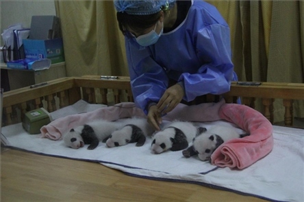 成都大熊貓繁育研究基地成立于1987年，先后攻克了大熊貓人工飼養(yǎng)與管理、繁殖與育幼、疾病防控與種群遺傳管理等關(guān)鍵技術(shù)難題，建成全球最大的大熊貓人工繁育遷地保護種群，數(shù)量達230余只。（圖片來源：成都大熊貓繁育研究基地網(wǎng)站）