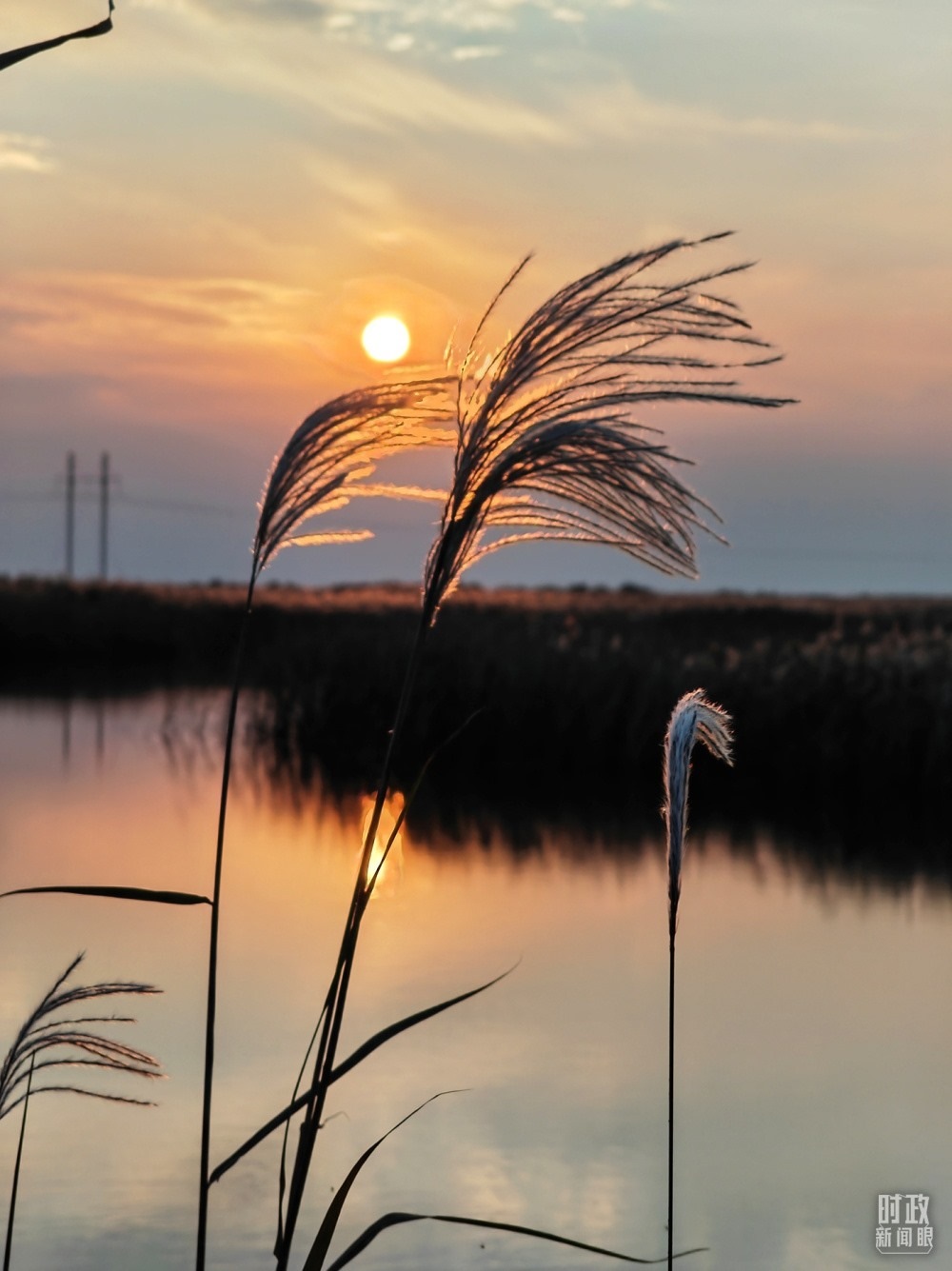 2021年10月，習(xí)近平赴山東東營考察黃河入?？?。黃河三角洲濕地，蘆葦飄蕩。（總臺(tái)央視記者彭漢明拍攝）