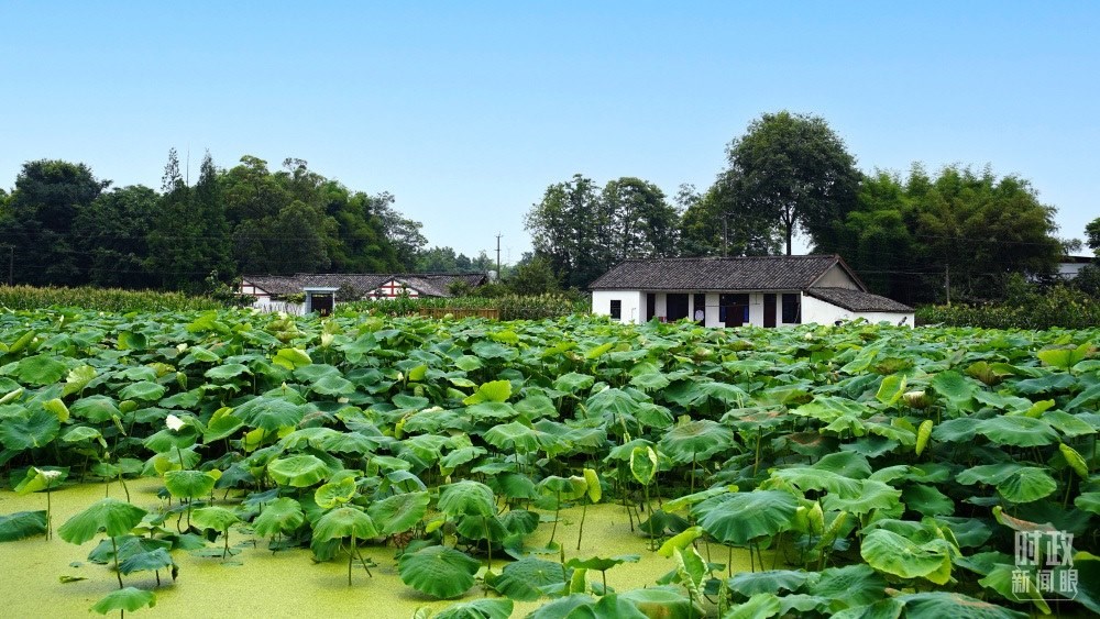 四川眉山，永豐村荷塘。2022年6月，習(xí)近平曾到此調(diào)研鄉(xiāng)村振興情況。（總臺(tái)央廣記者潘毅拍攝）