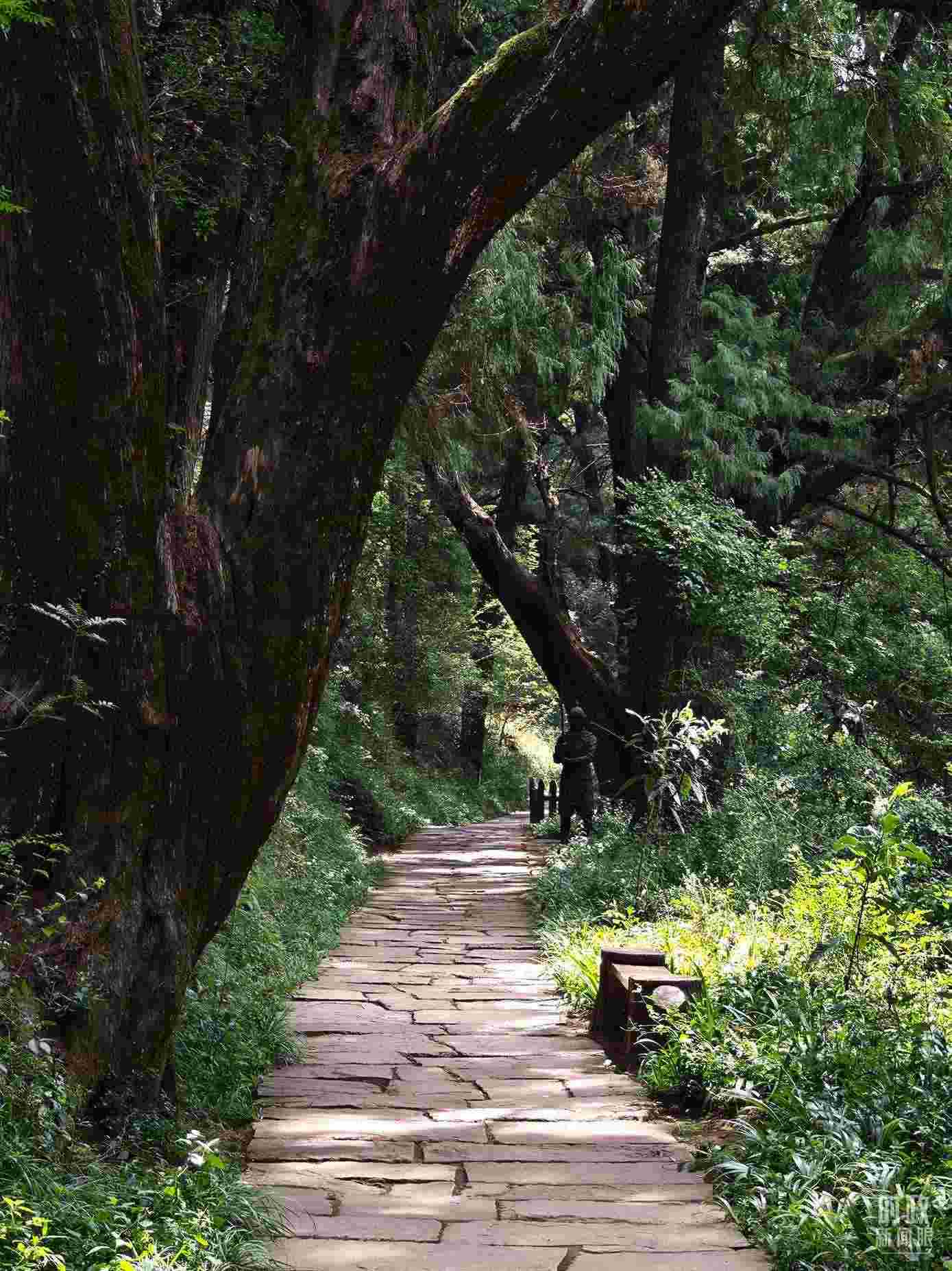 △古蜀道與古柏。（總臺央視記者彭漢明拍攝）