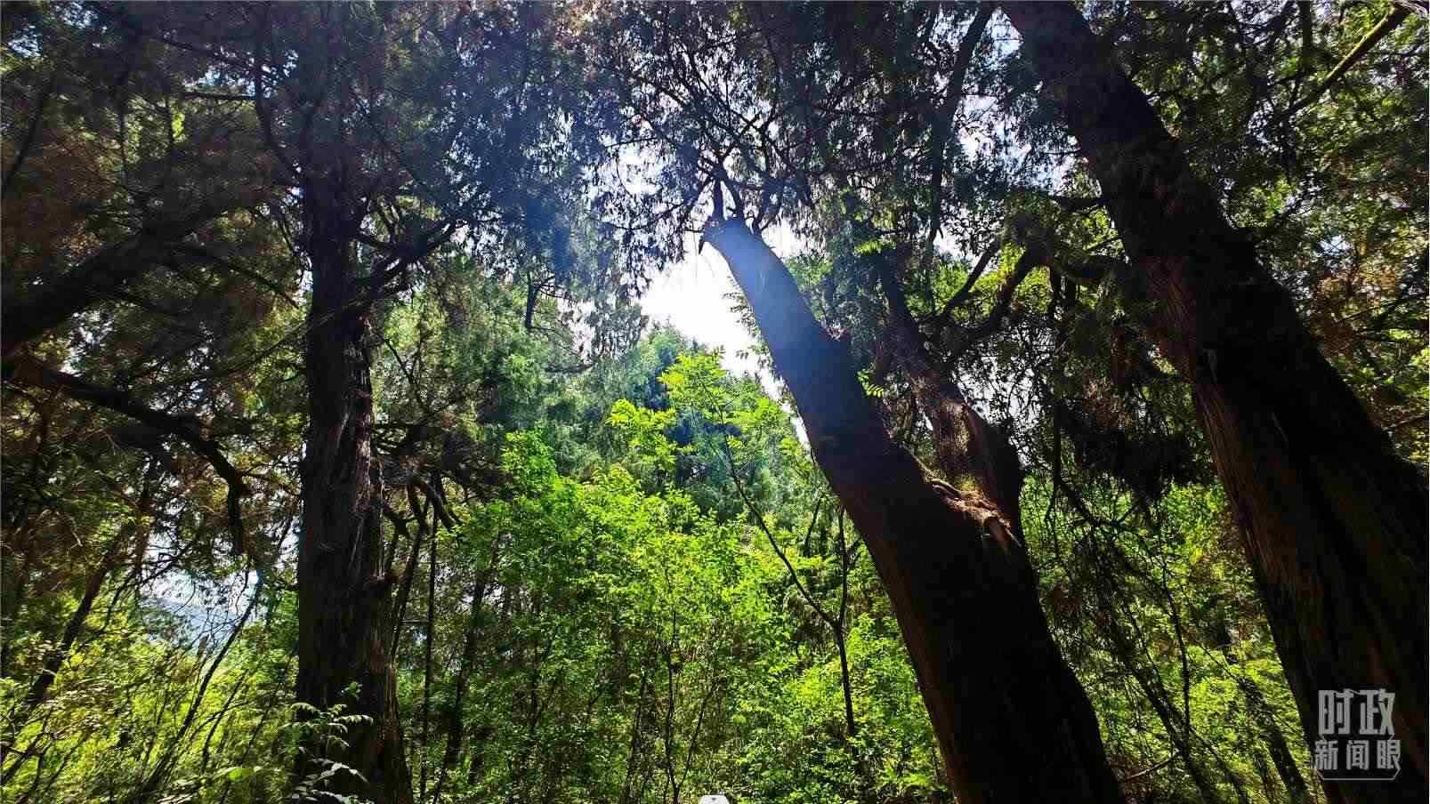 △翠云廊內(nèi)，古柏郁郁蔥蔥。（總臺央視記者程鋮拍攝）