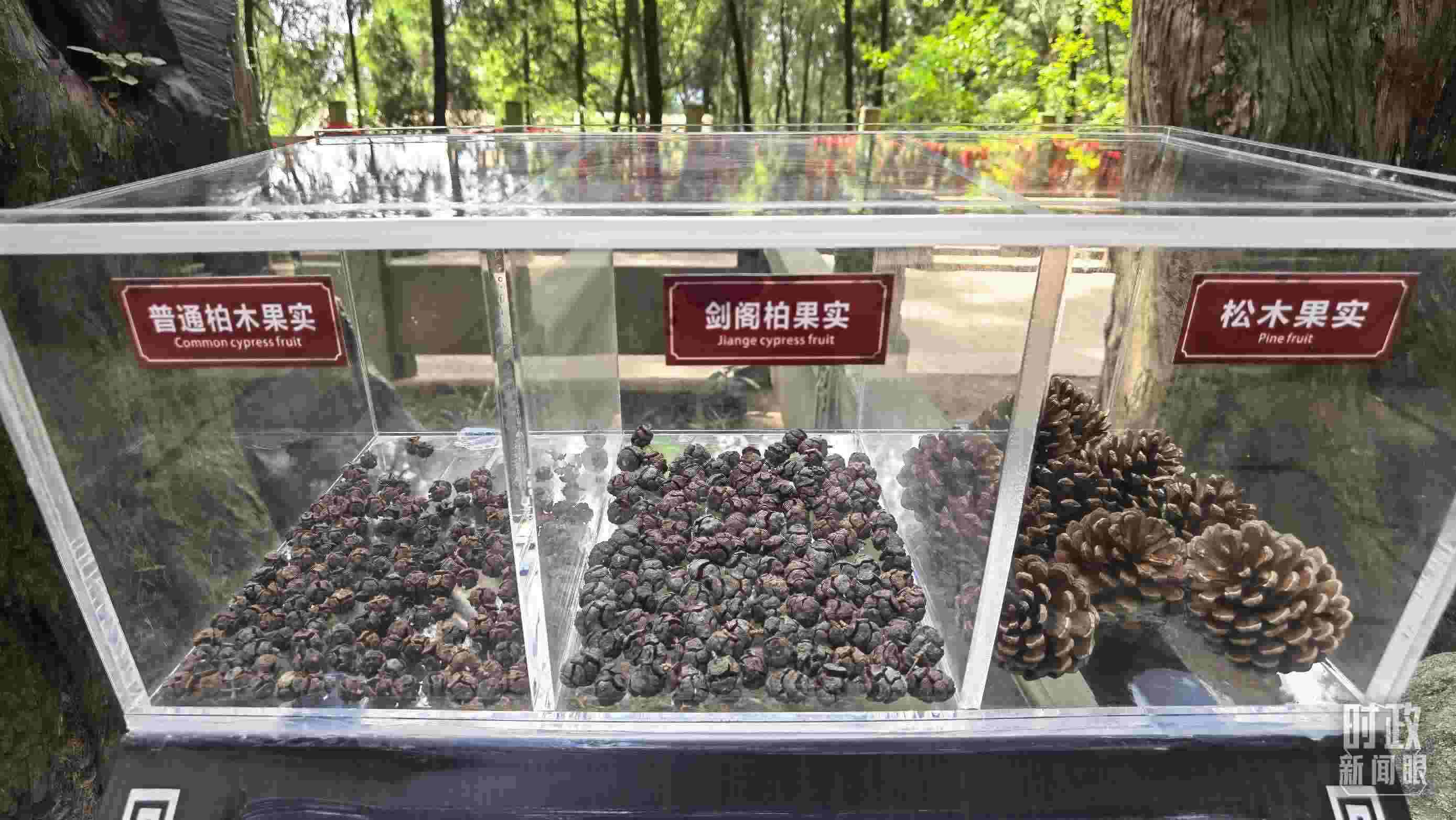 △翠云廊古蜀道，現(xiàn)場陳列的柏木和松木果實。（總臺央視記者石丞拍攝）