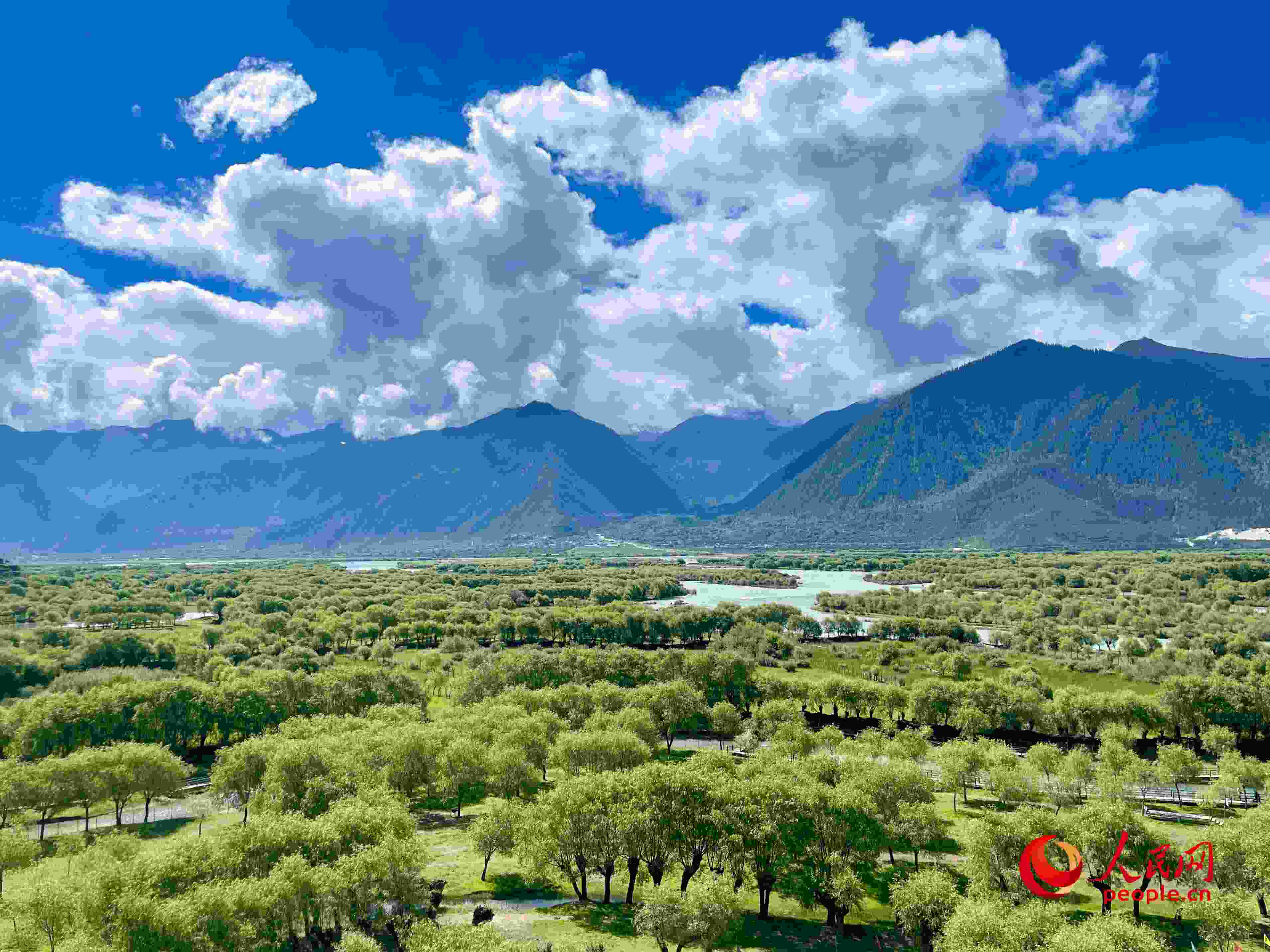 夏日的雅尼國家濕地公園生機(jī)盎然，如詩如畫。人民網(wǎng) 周靜圓攝