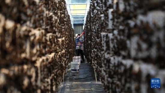 7月29日，在卓尼縣納浪鎮(zhèn)納浪村黑木耳種植基地，農戶在采摘黑木耳。